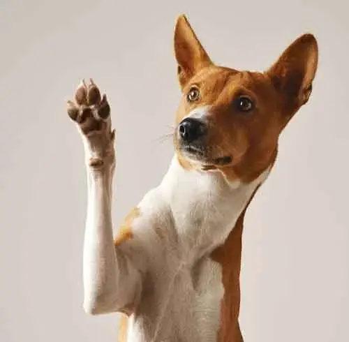 Professional dog walking in Budapest - happy dogs in the park