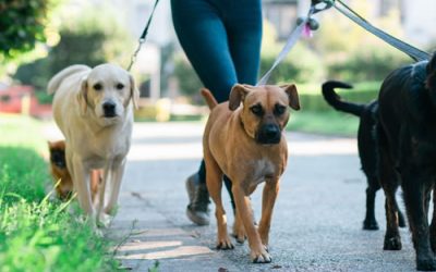 The Remarkable Benefits of Professional Dog Walking Services